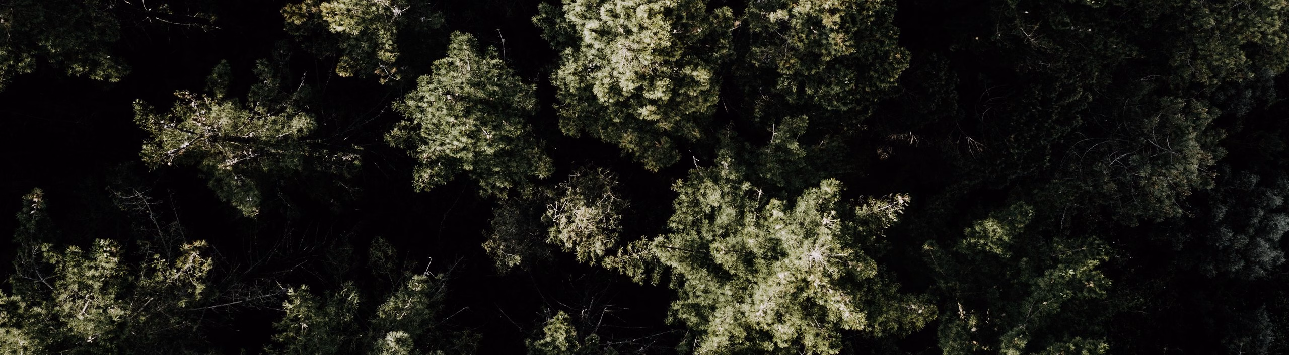 A bird’s-eye view of the forest