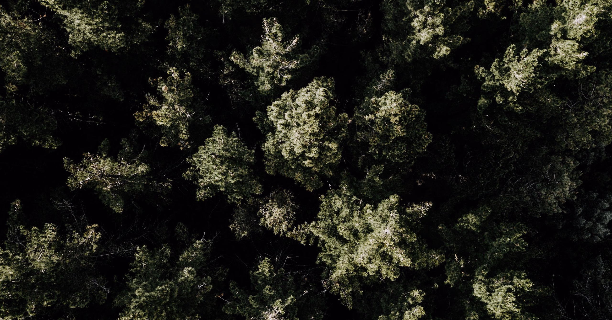 A bird’s-eye view of the forest