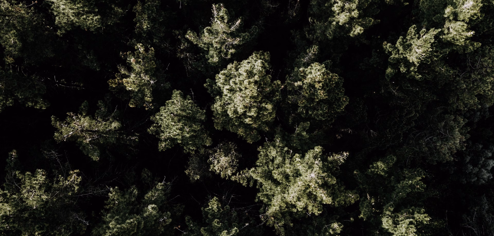 Wald aus der Vogelperspektive