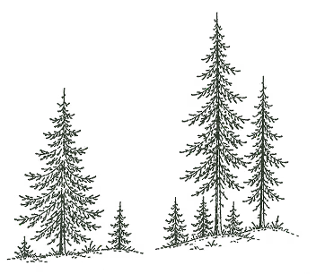 Several fir trees stand in a dark winter landscape surrounded by many small lights.